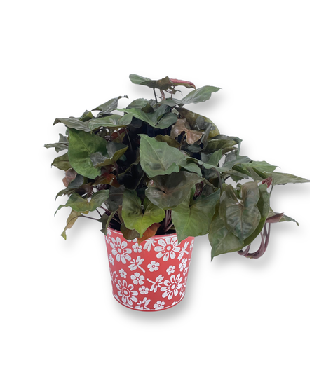 Syngonium