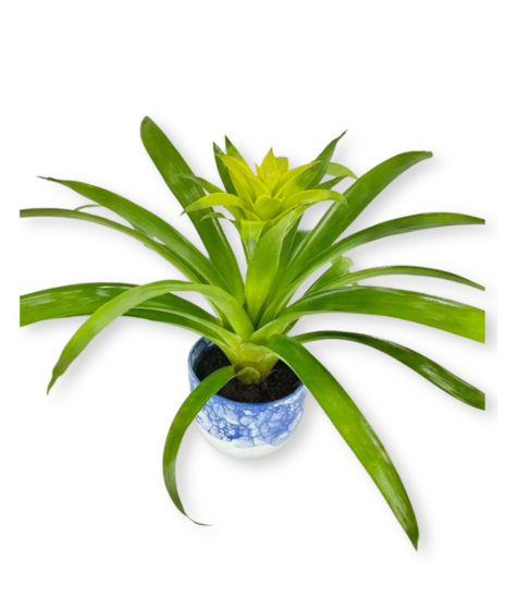 Tropical Bromeliad