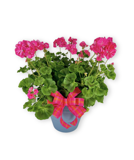 Geranium Plant - bloom colors vary