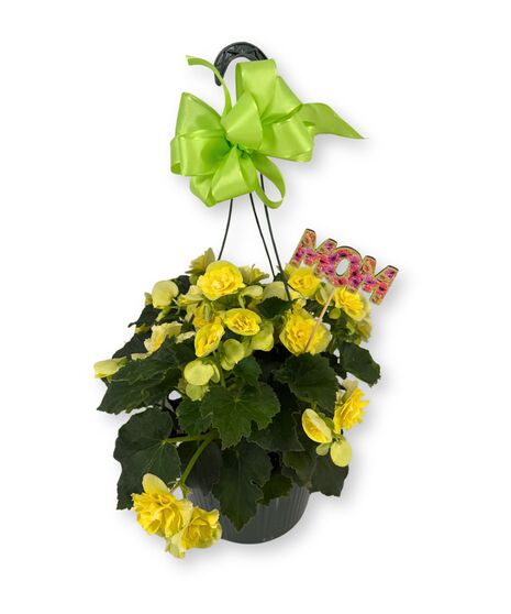 Hanging Begonia Basket