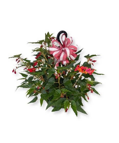 Hanging Waterfall Begonia