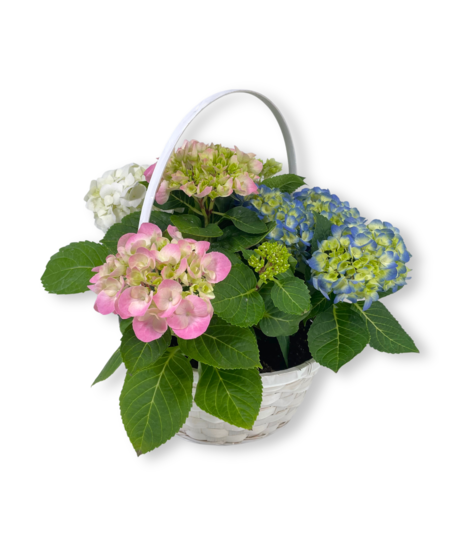 Blooming Hydrangea Basket