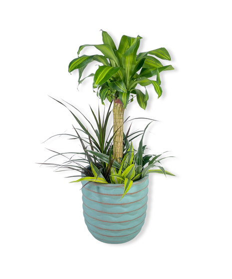 Dreamy Dracaena Plant