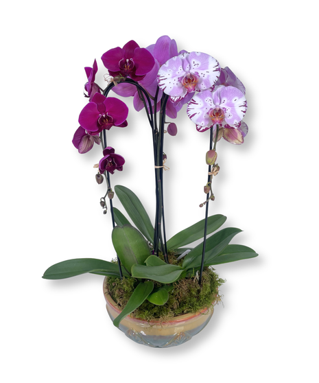 Orchid Garden