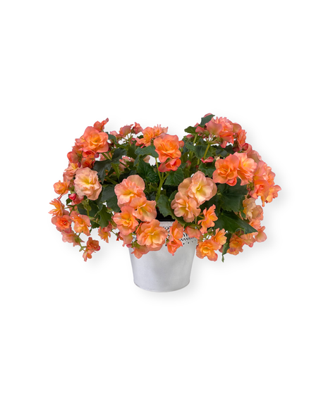 Blooming Begonia - colors will vary