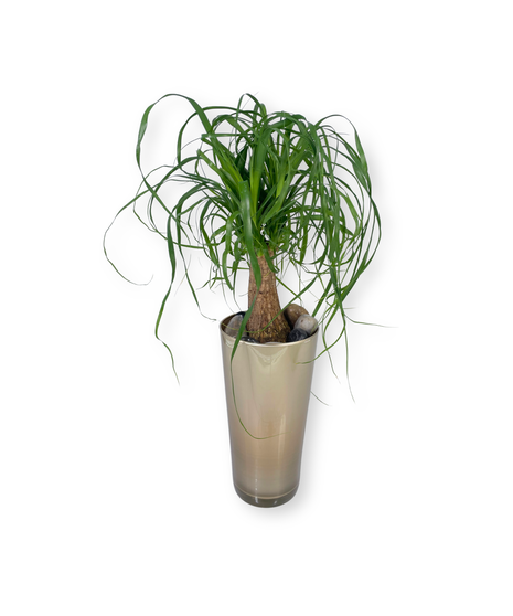 Green Plants