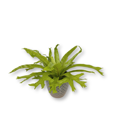 Green Plants