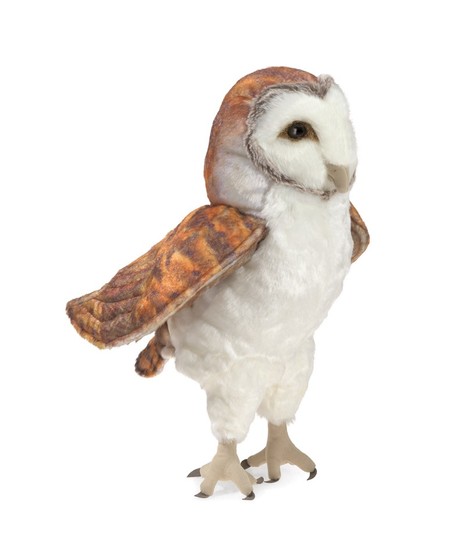 Barn Owl