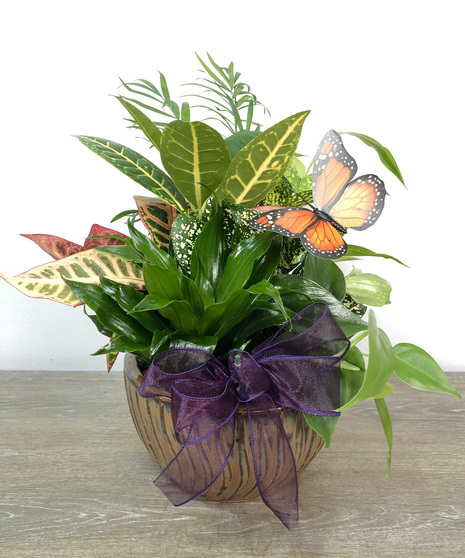 Small Dish Gardens