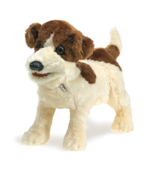Jack Russell Terrier